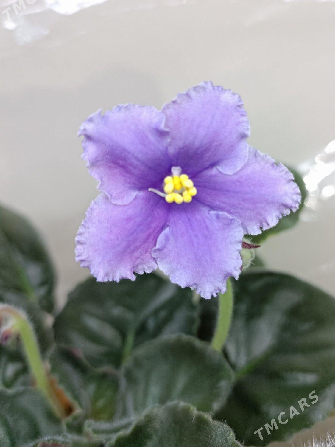 фиалки, фиалка, fialkа, gül - Ашхабад - img 1