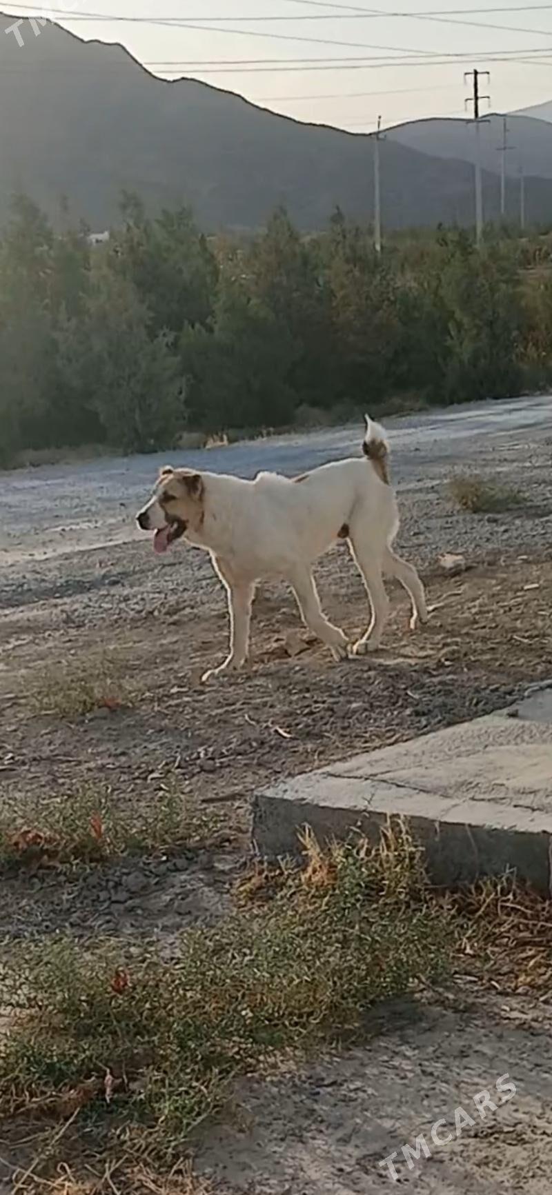 Arassa Türkmen iti. - Багир - img 2