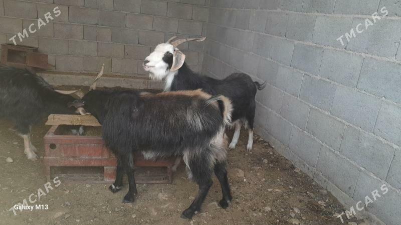 geciler - Balkanabat - img 3