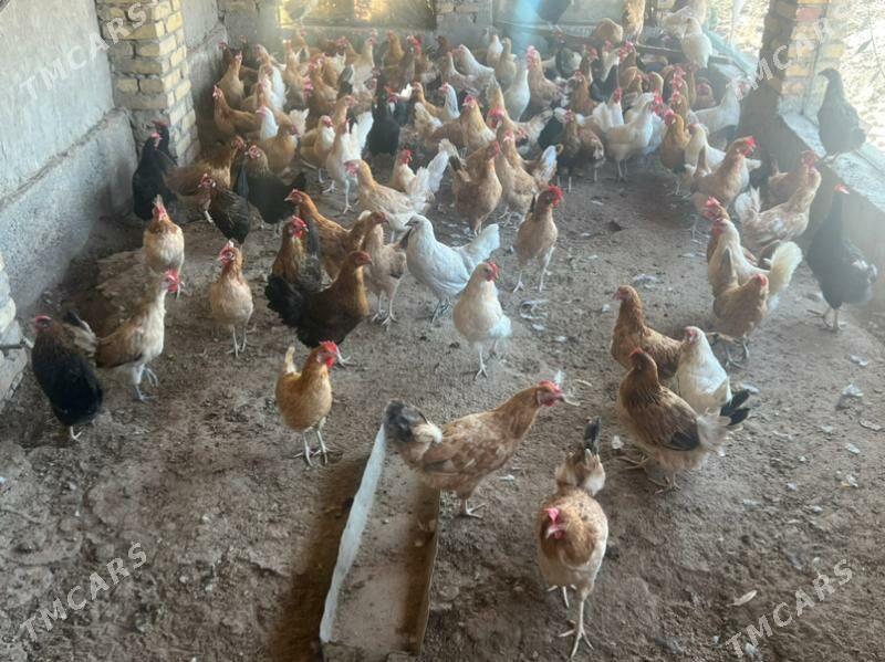 towuklar ýaş - Türkmenabat - img 3