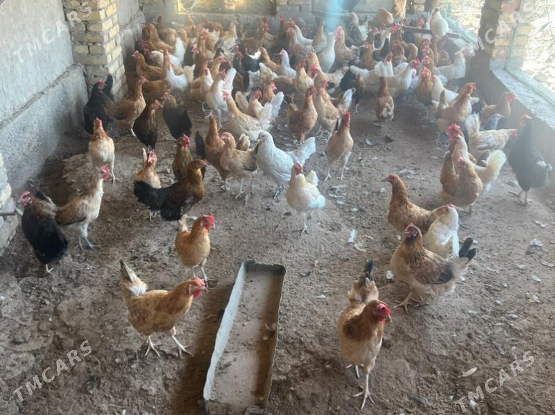 towuklar ýaş - Türkmenabat - img 2