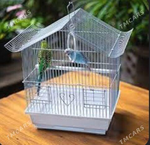 попугай popugay guslar - Aşgabat - img 3