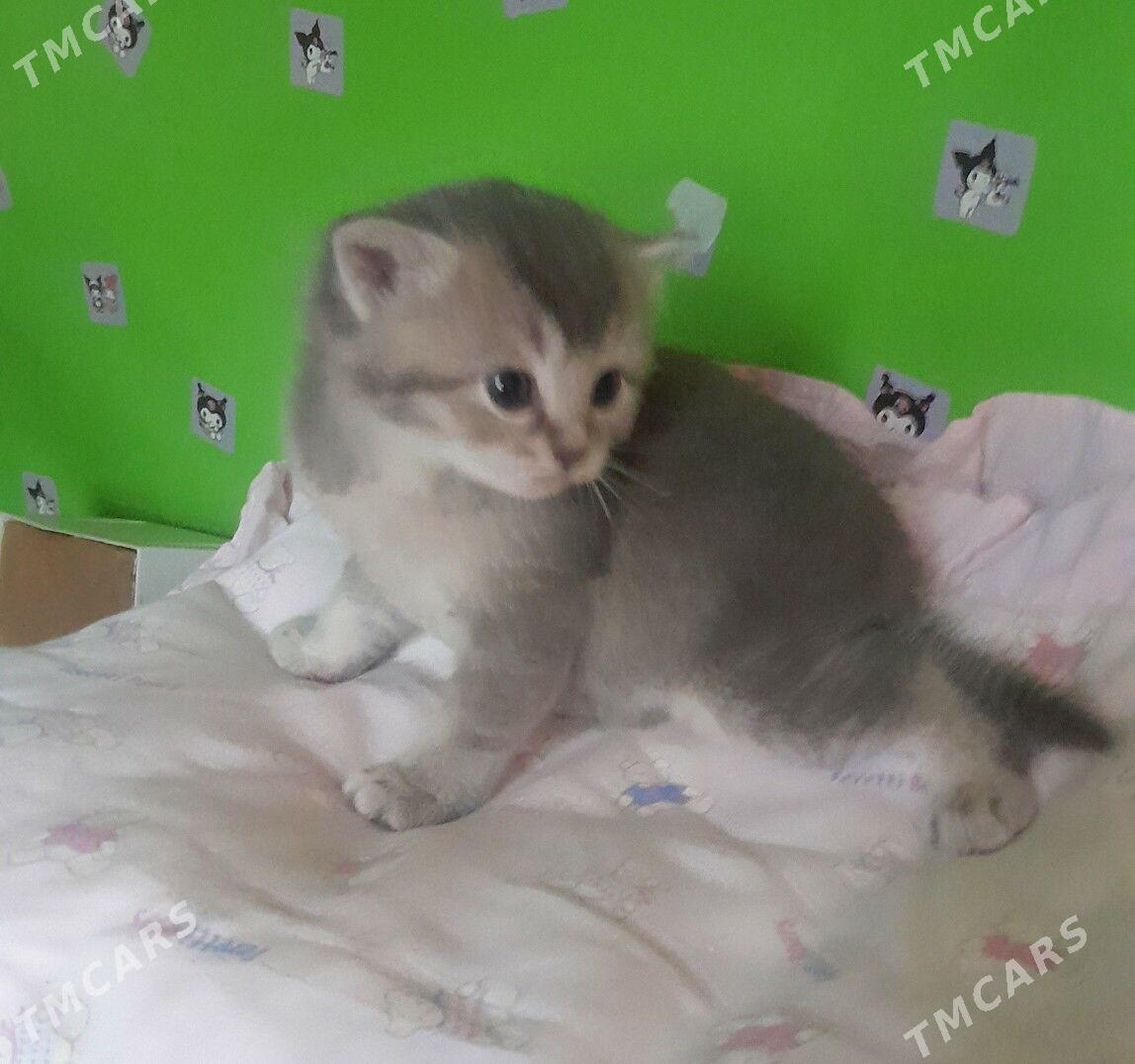 Шотландские шиншиллы - Ашхабад - img 3