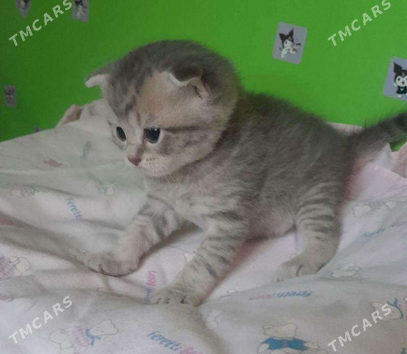 Шотландские шиншиллы - Ашхабад - img 9