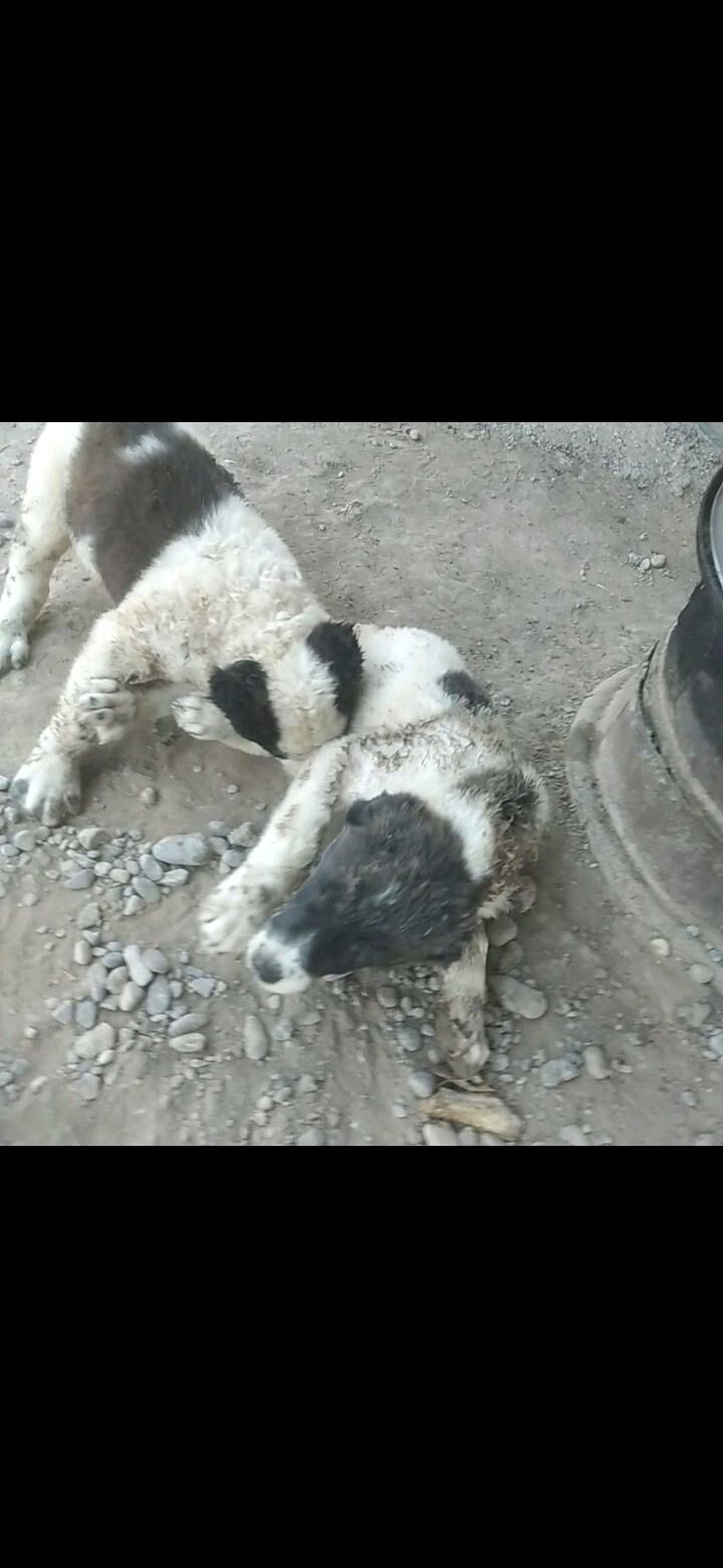 AlabaýAlabaý - Mary - img 7