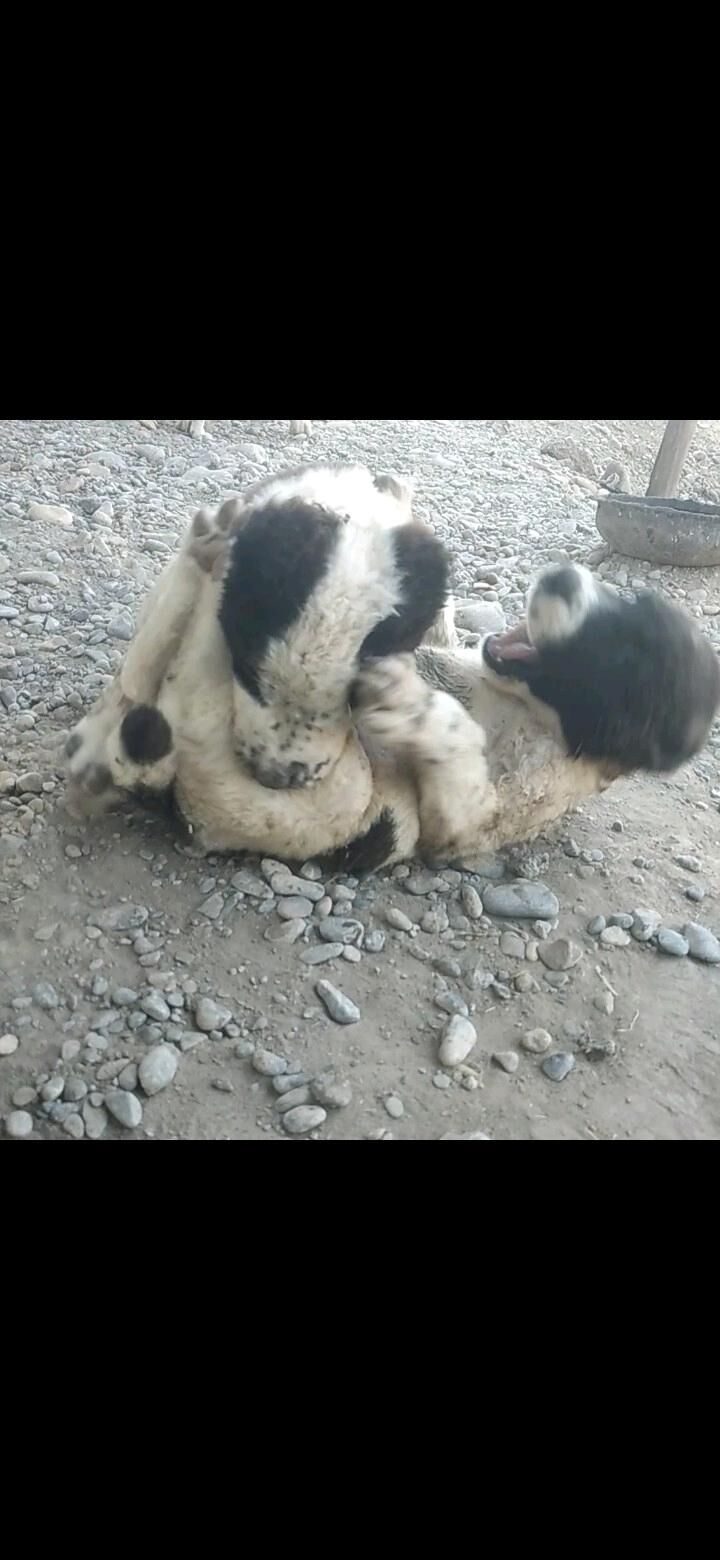 AlabaýAlabaý - Mary - img 8