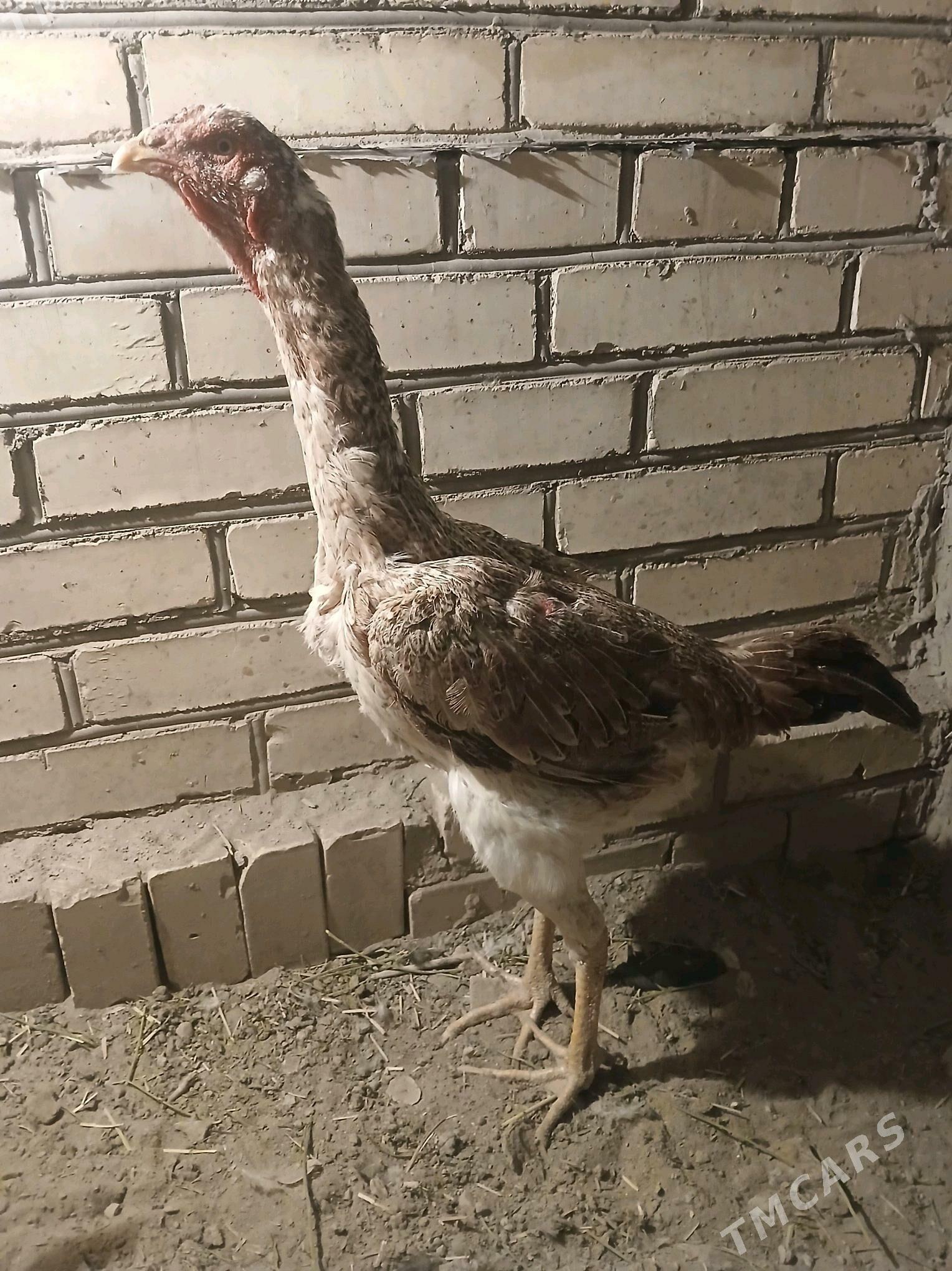 baysow towuk - Kerki - img 2