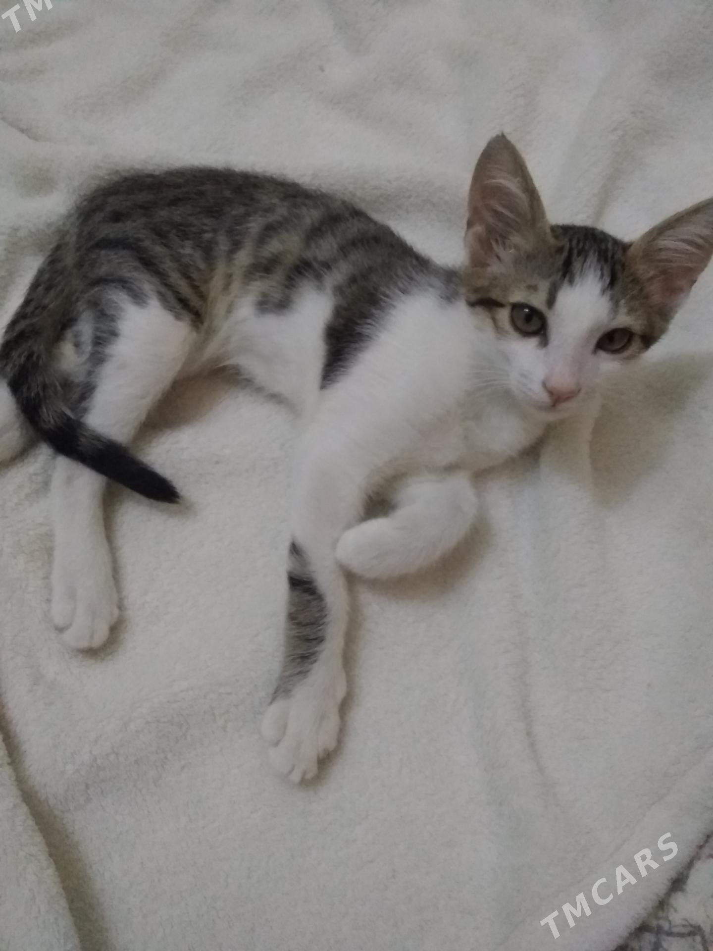 Котята - Мары - img 3