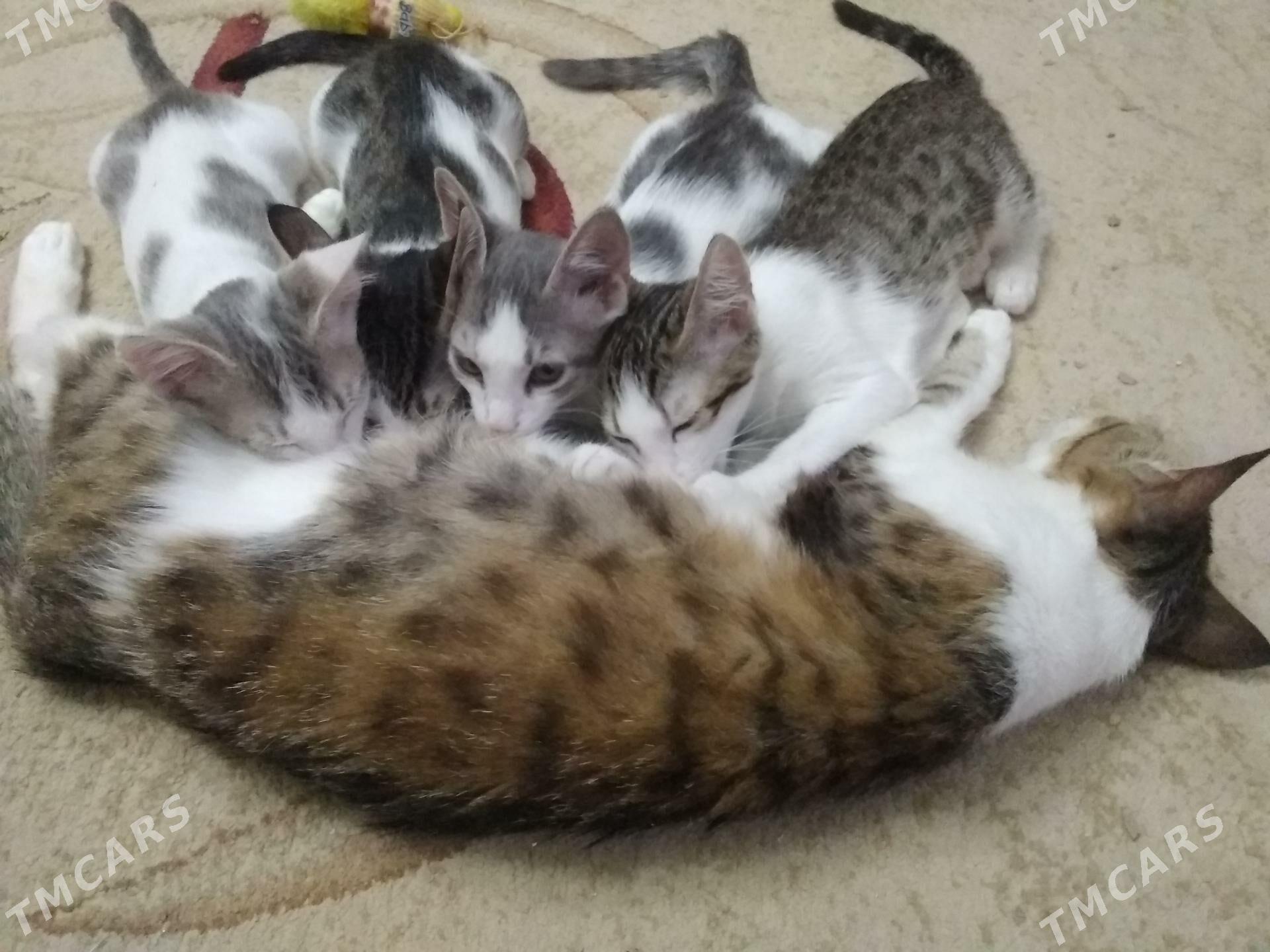 Котята - Мары - img 2