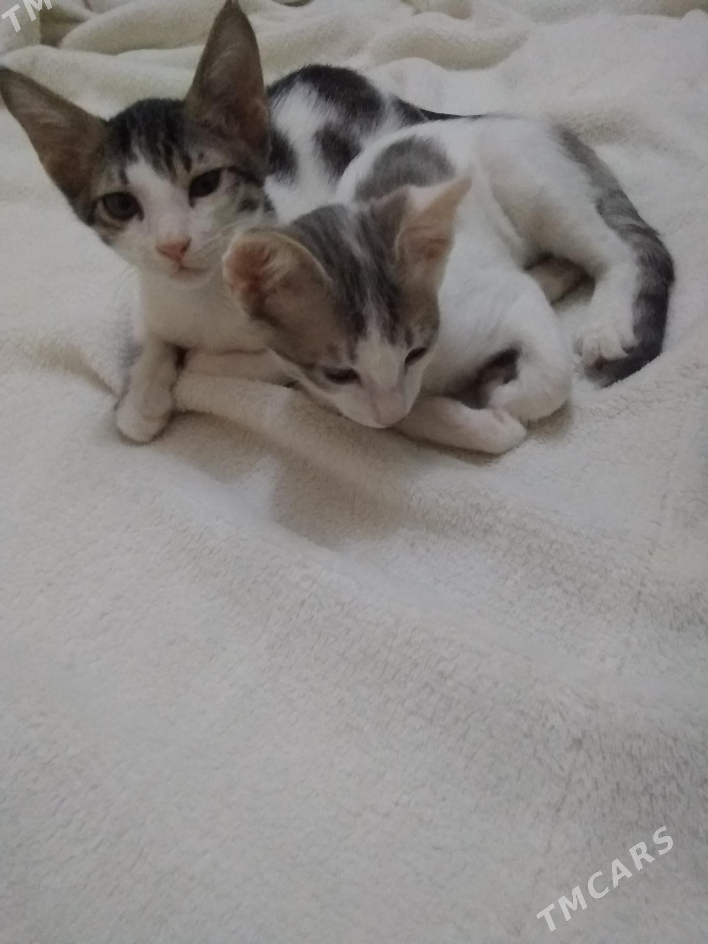 Котята - Мары - img 5