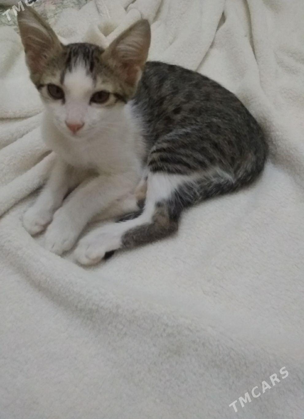 Котята - Мары - img 4