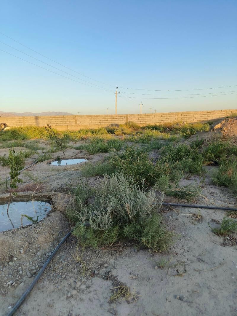 Satlyk jay - Бахарден - img 5