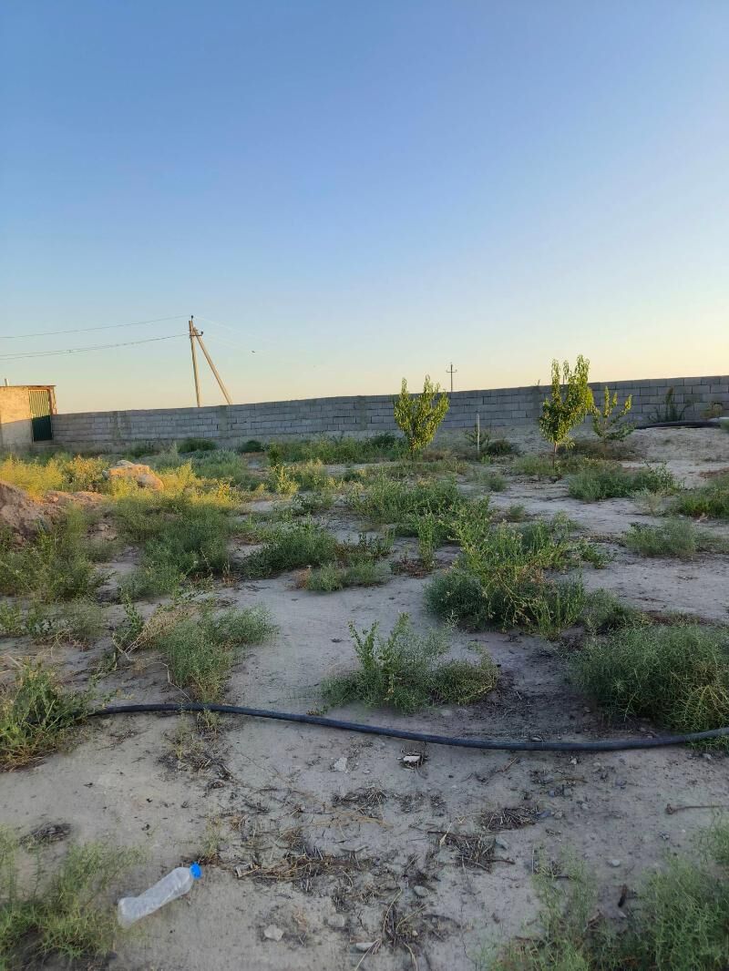 Satlyk jay - Бахарден - img 4