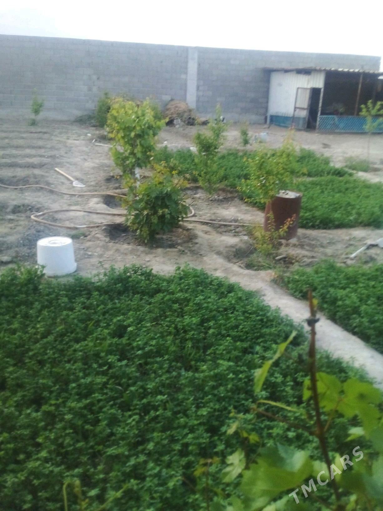 Bäherden jaý - Бахарден - img 1