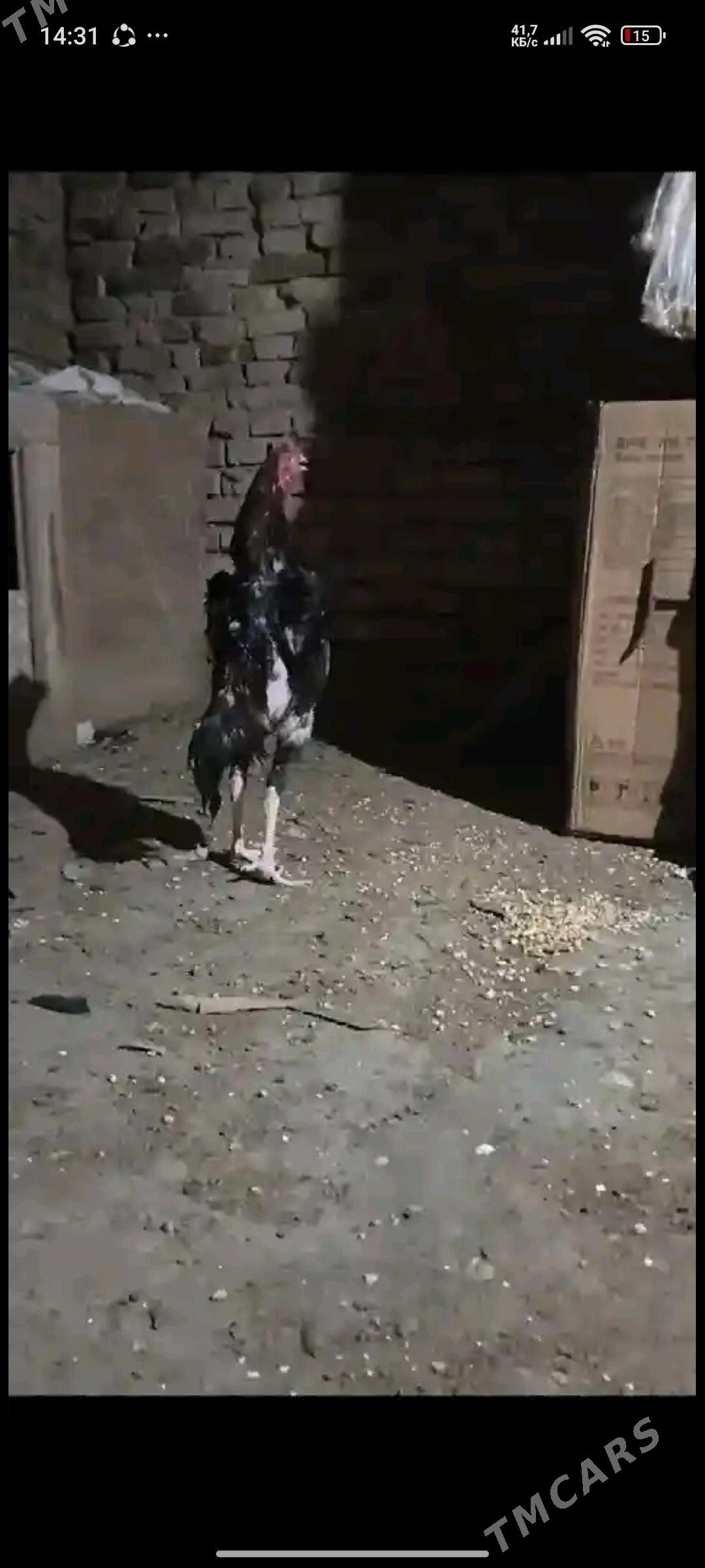 baysy horoz - Saýat - img 2