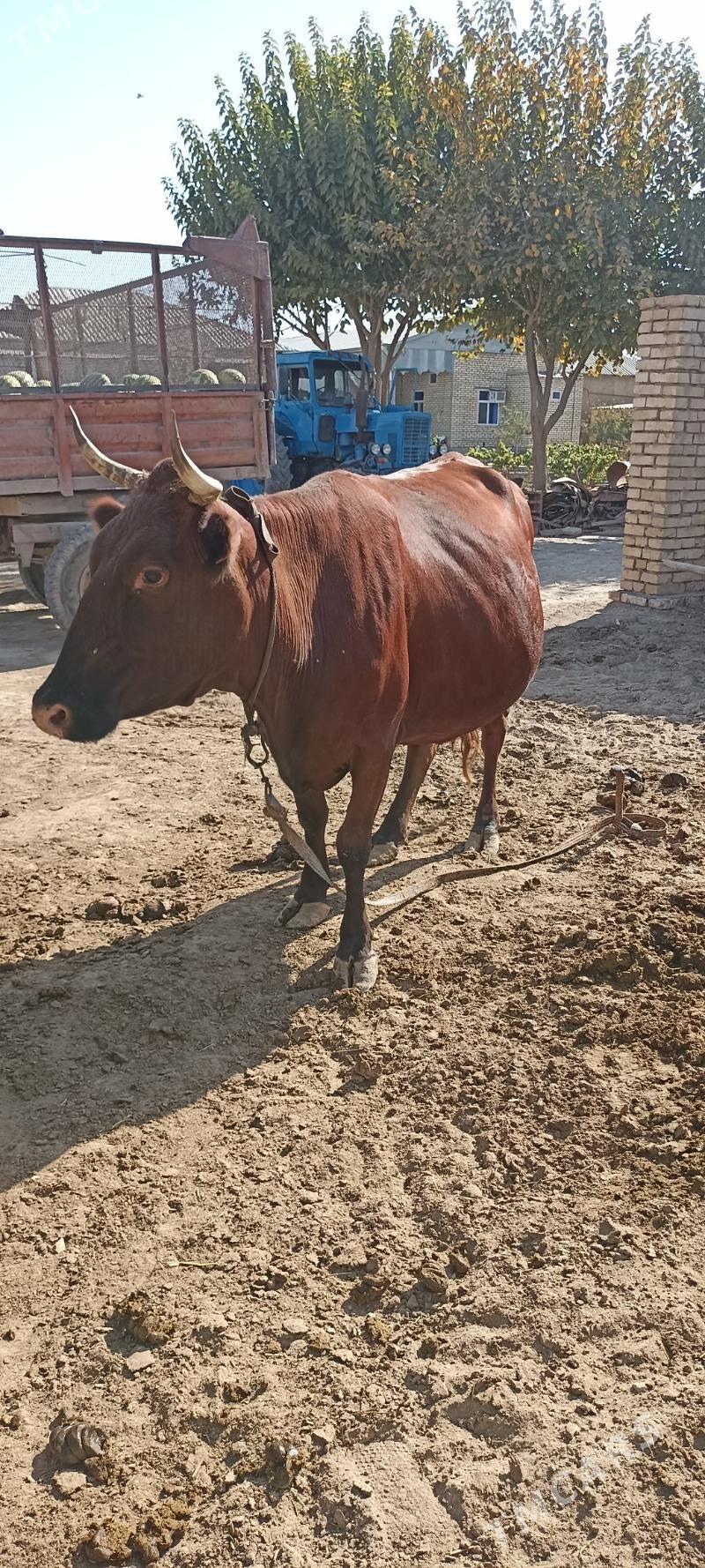 sygyr - Wekilbazar - img 2