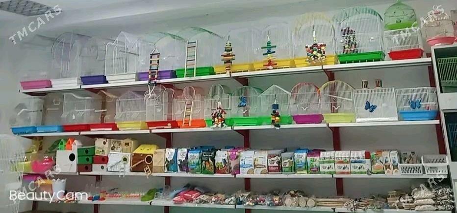 popugay guslarmyz kletklarmyz - Aşgabat - img 2