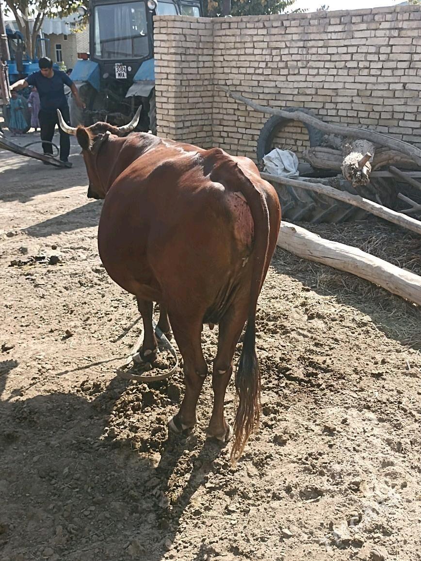 sygyr - Wekilbazar - img 3
