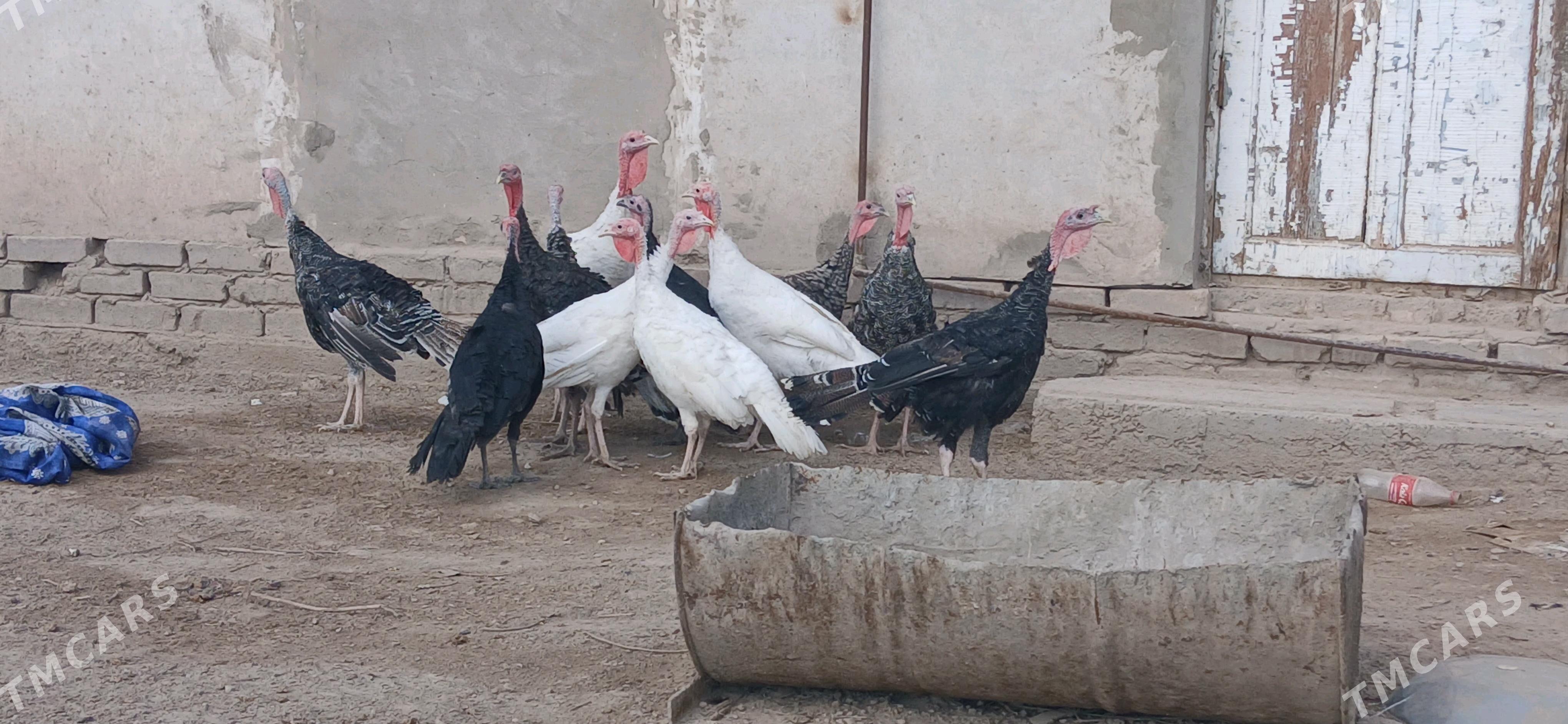 induklar - Daşoguz - img 2