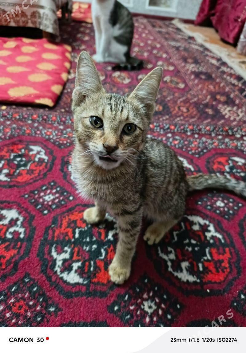 Котёнок мальчик - Туркменабат - img 3