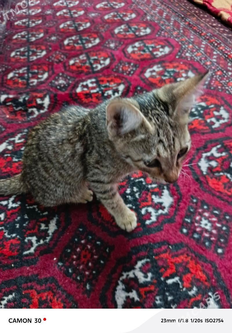 Котёнок мальчик - Туркменабат - img 4