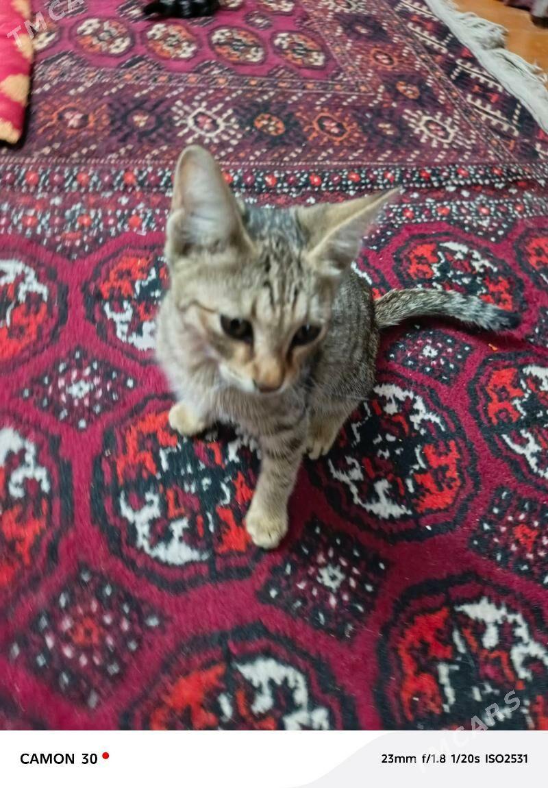 Котёнок мальчик - Туркменабат - img 6