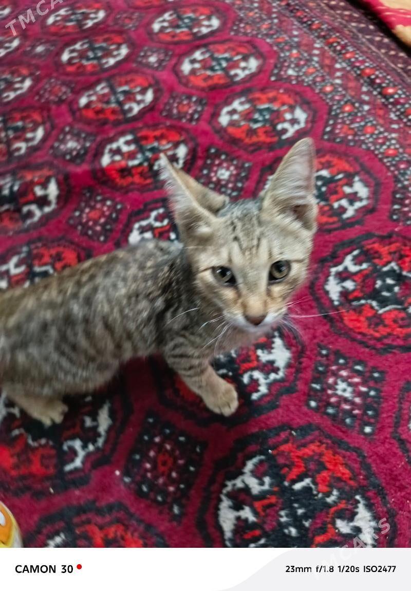 Котёнок мальчик - Туркменабат - img 5