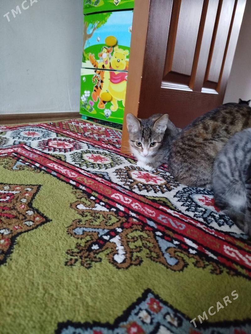 Котенок. - Ашхабад - img 2