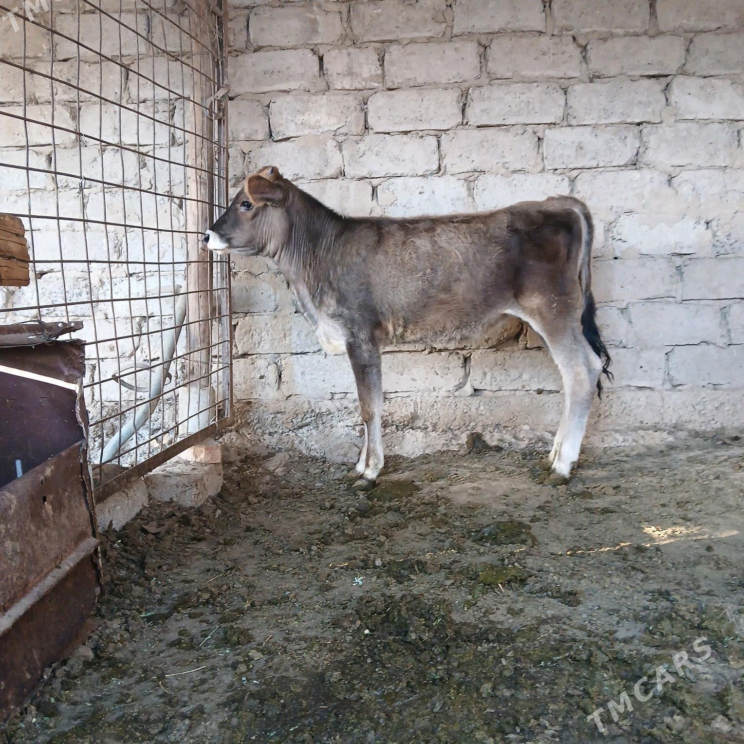 Tuwe - Бузмеин - img 2