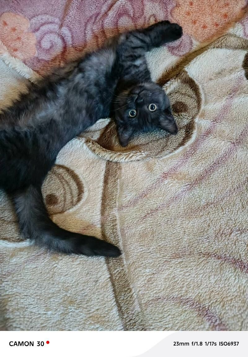 Котенок красавица. - Дашогуз - img 2