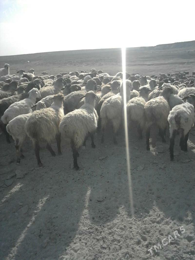 Goÿun - Türkmenbaşy - img 3