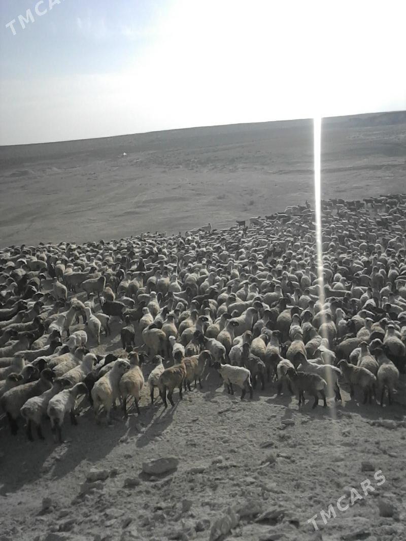 Goÿun - Türkmenbaşy - img 5