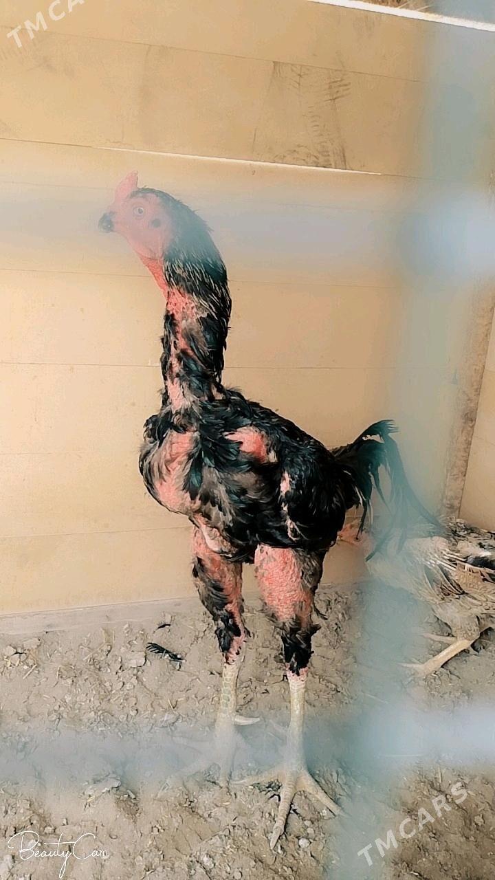 barazil - Ходжамбаз - img 2