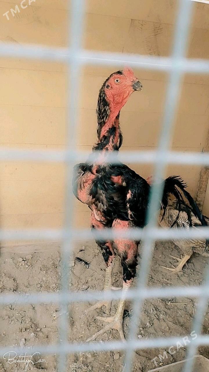 barazil - Ходжамбаз - img 3