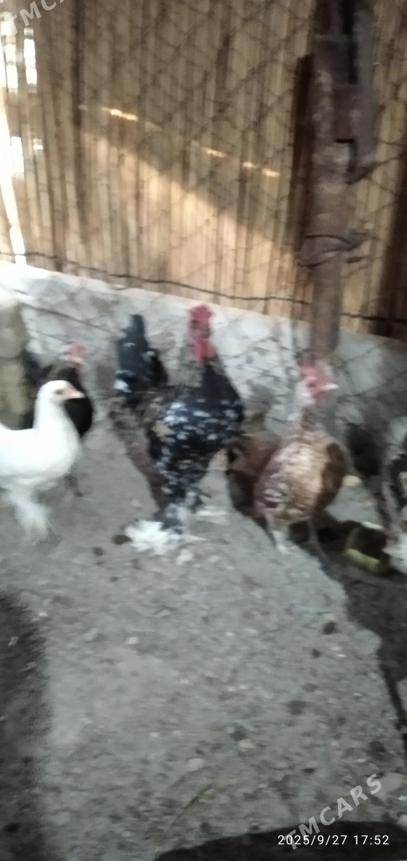 птица - Мары - img 2