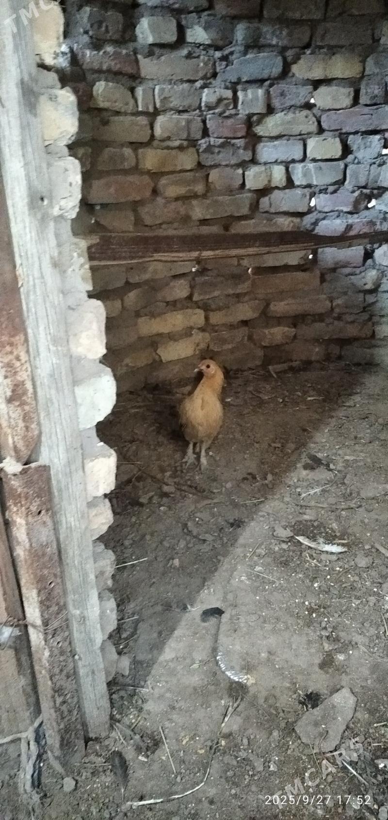 птица - Мары - img 3