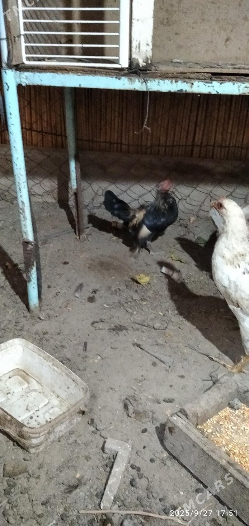 птица - Мары - img 5