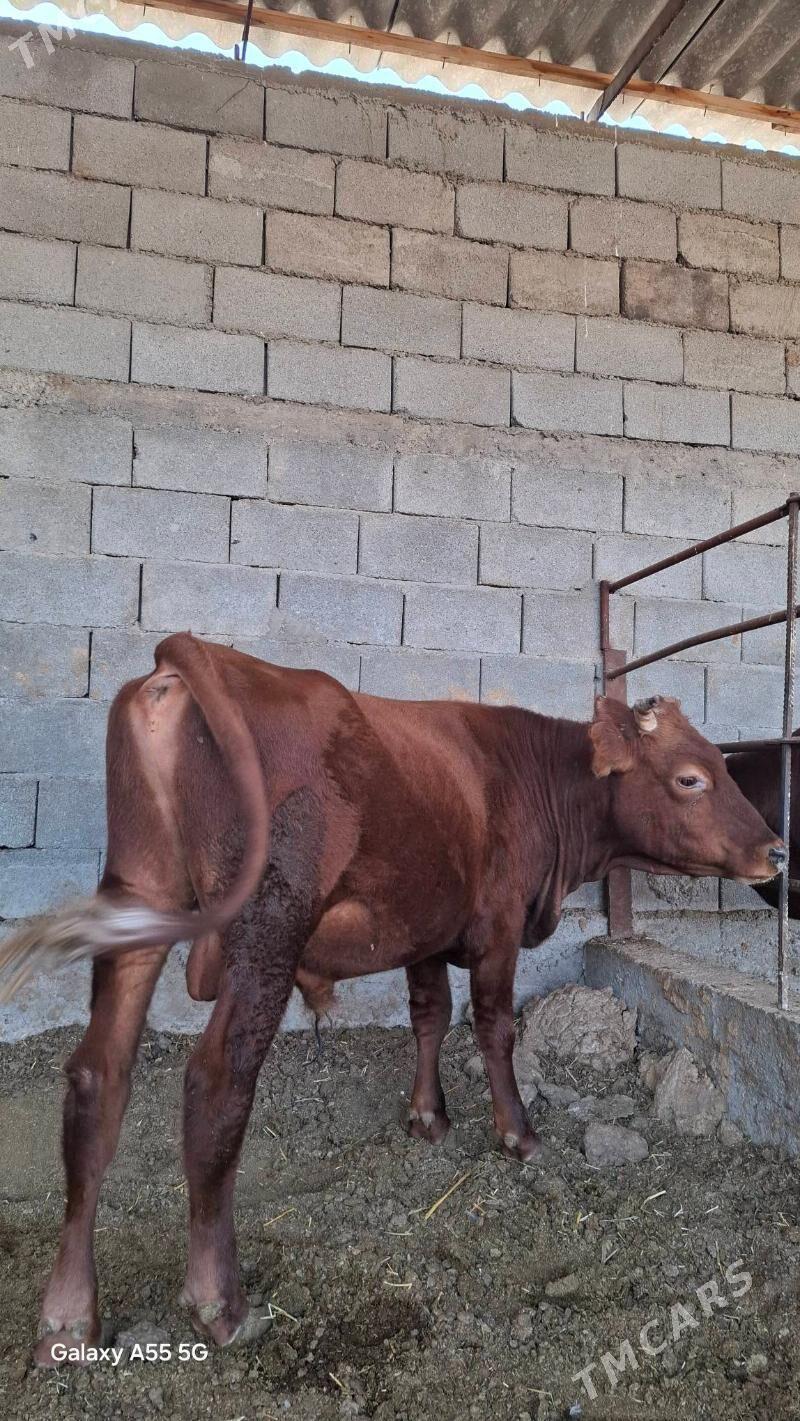Bakylan öküz - Gökdepe - img 1