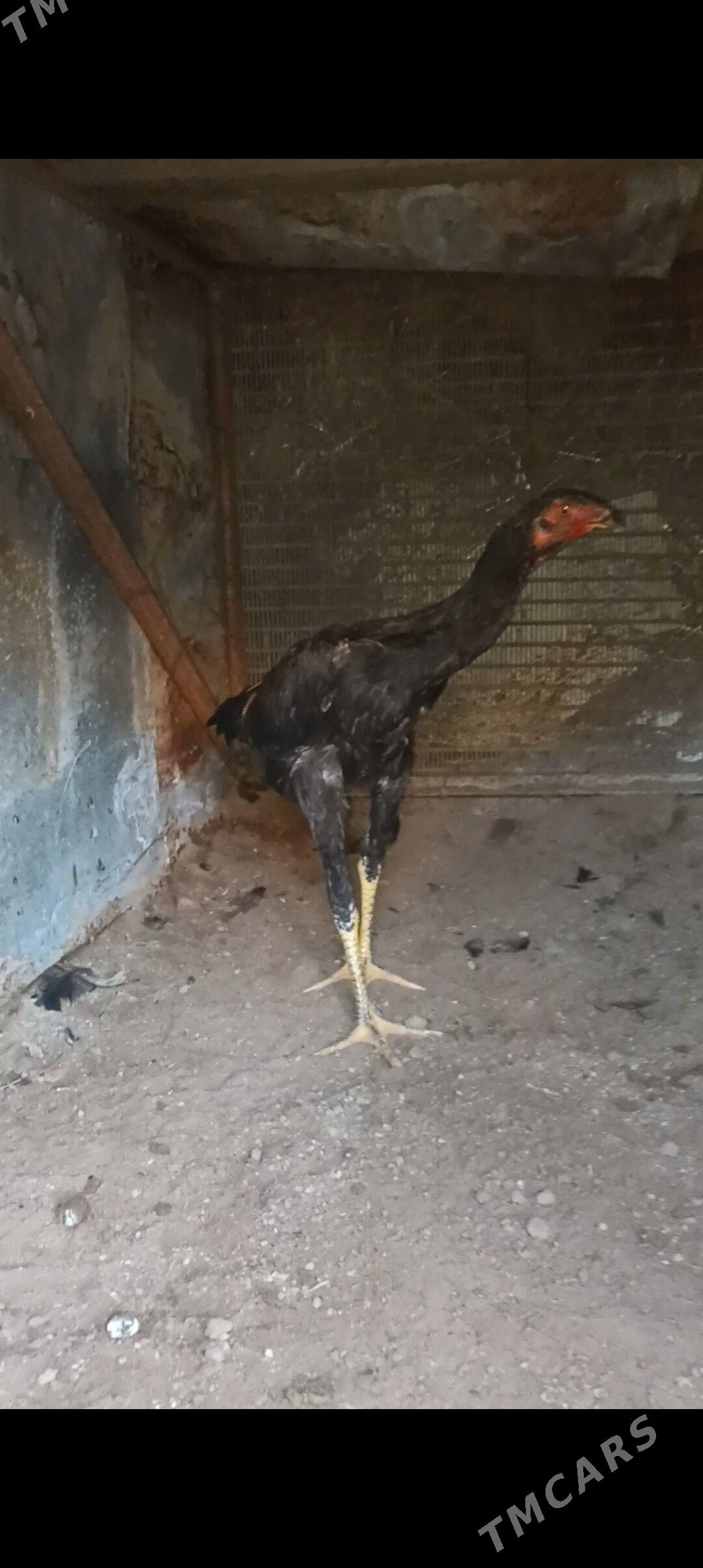 horaz - Çärjew - img 2