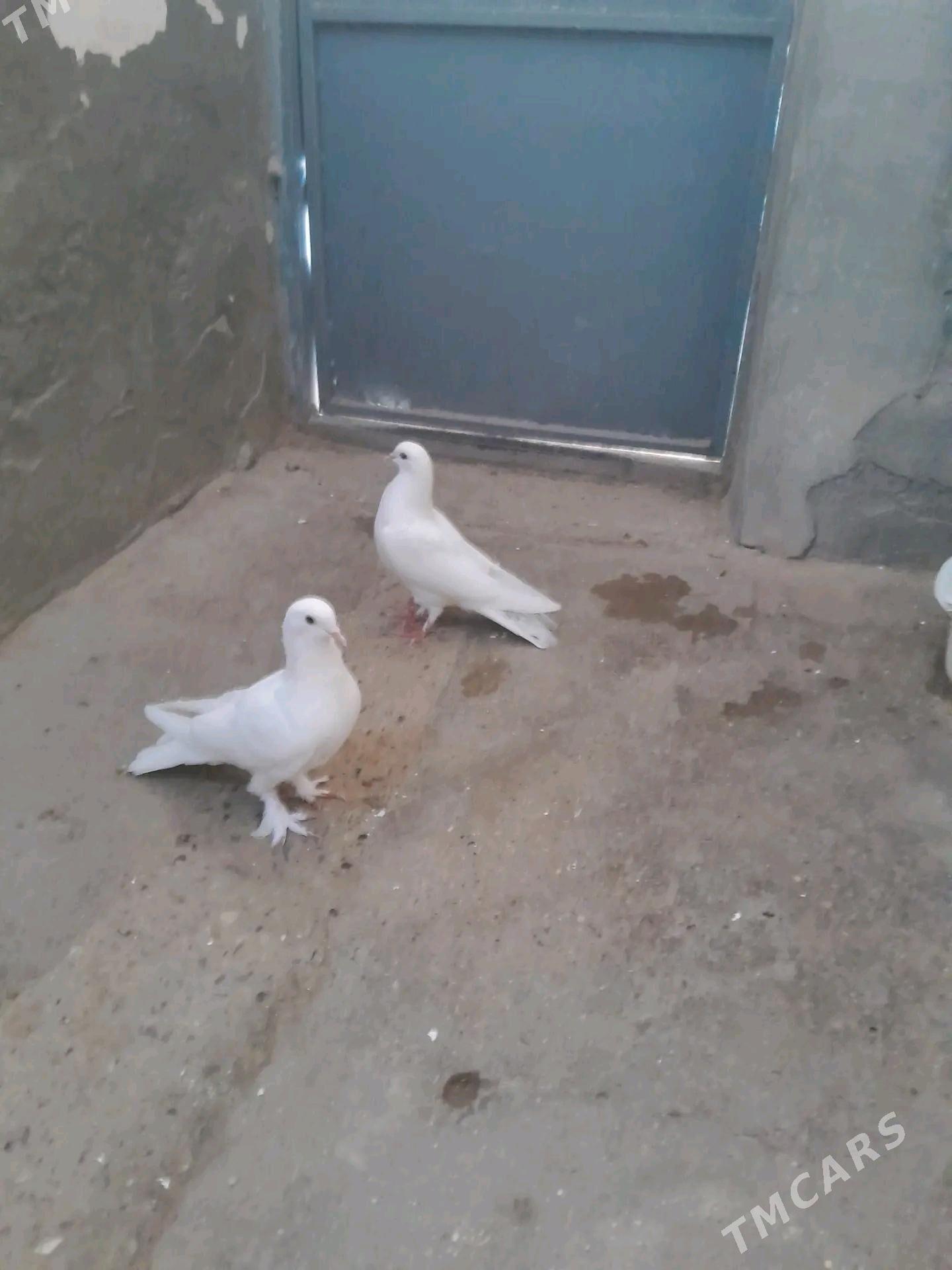 Satlyk kepderi - Gyzylarbat - img 5