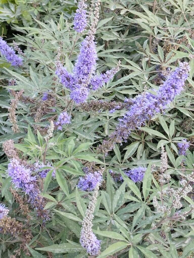 Сирен - Änew - img 4