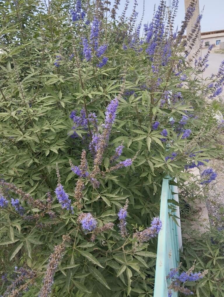 Сирен - Änew - img 3