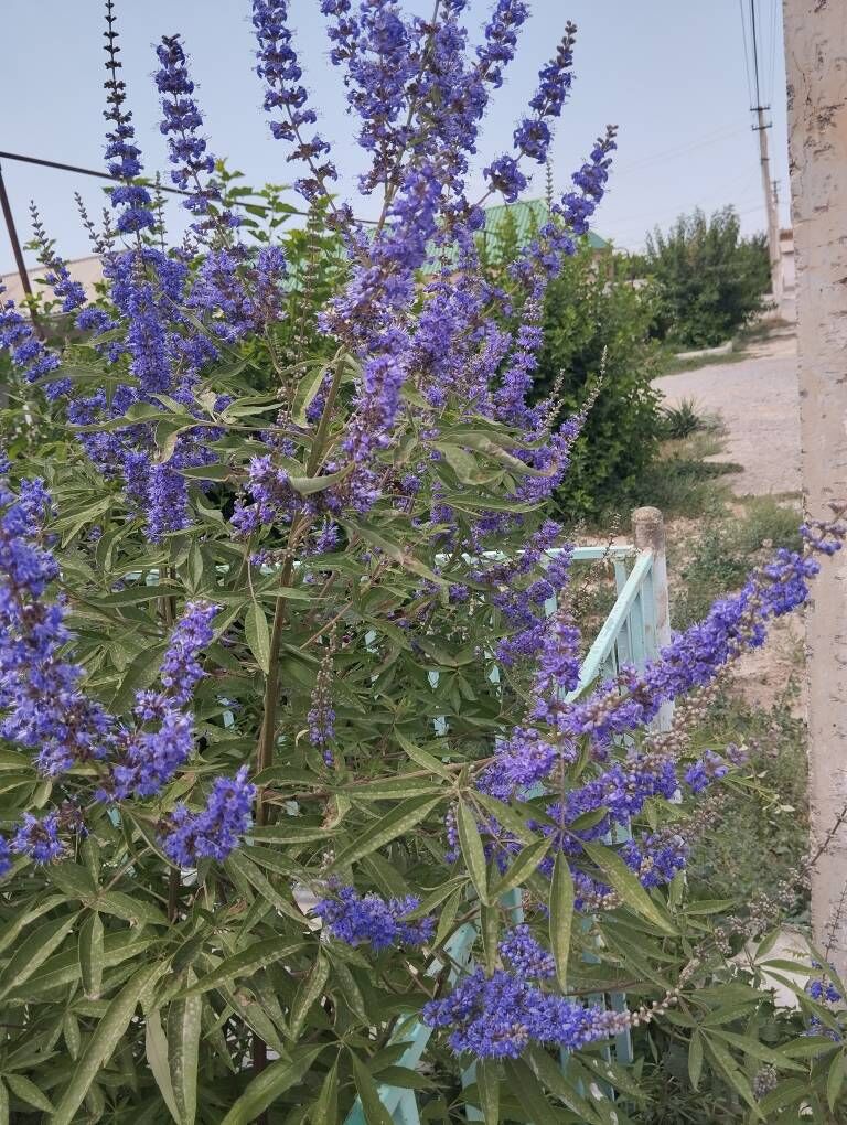 Сирен - Änew - img 2