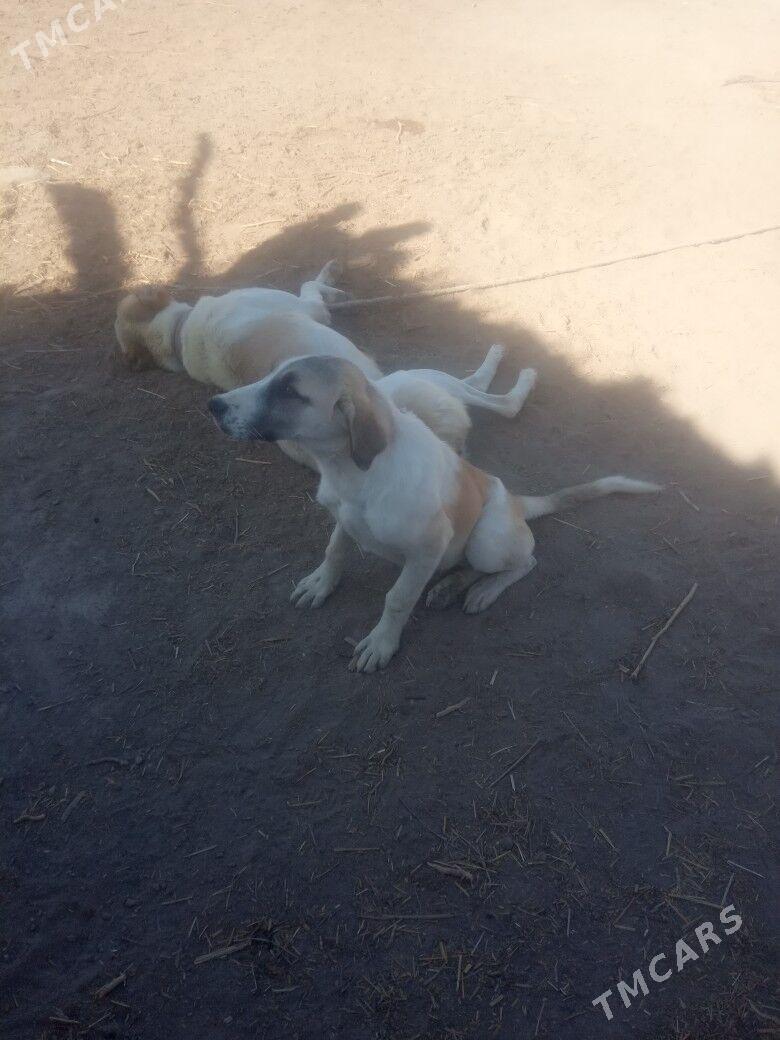 copan gujuk - Gubadag - img 2