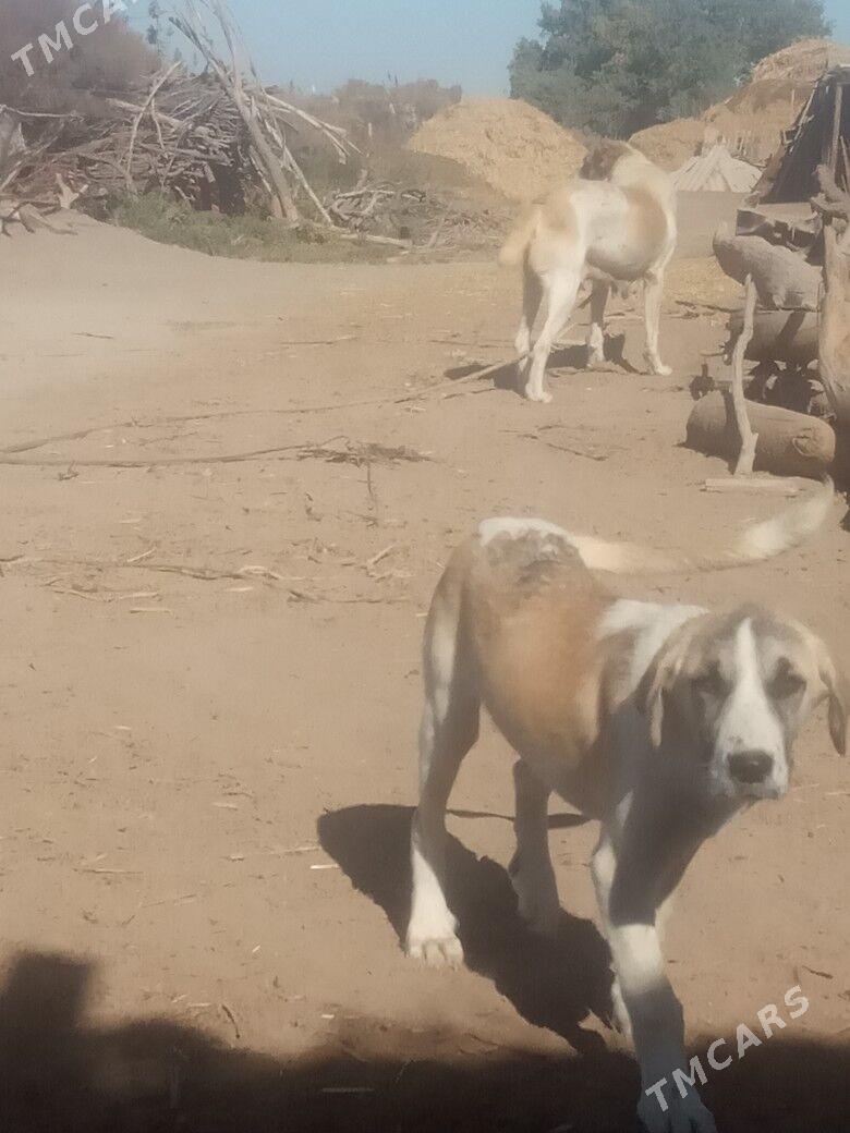 copan gujuk - Gubadag - img 4