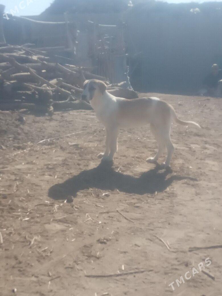 copan gujuk - Gubadag - img 3