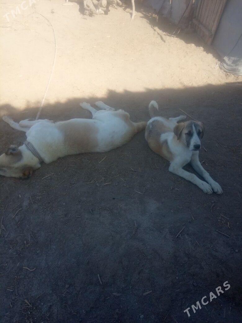 copan gujuk - Gubadag - img 1