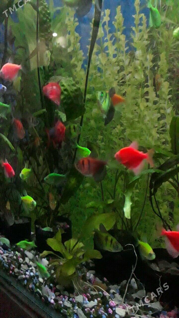 балик - Дашогуз - img 2