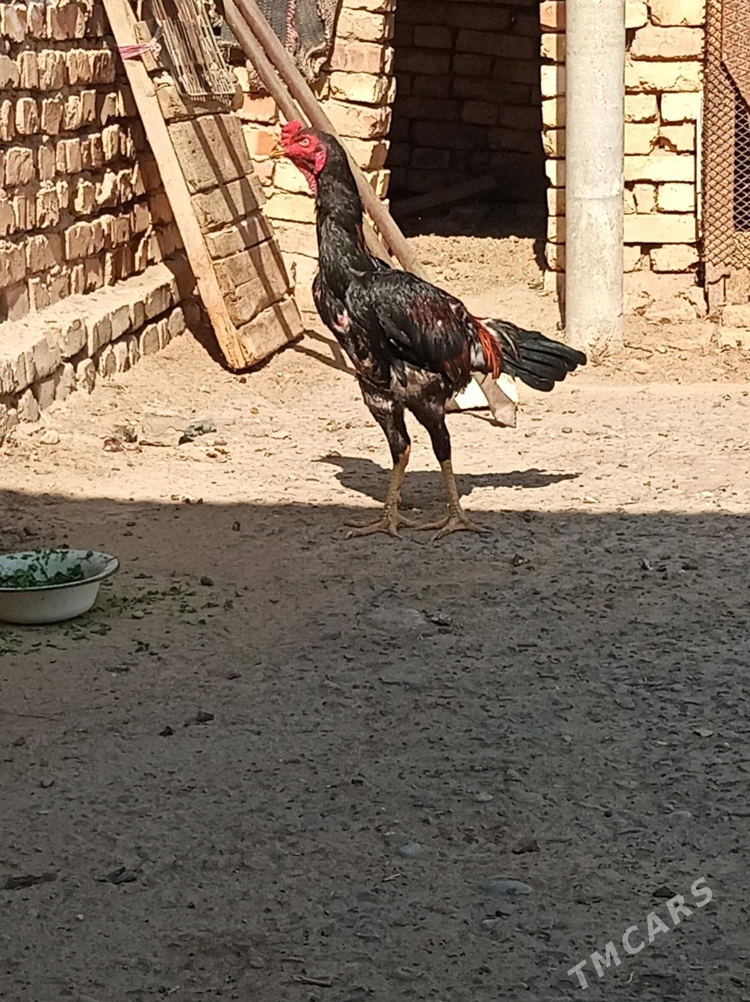 Gyzyl ozbek - Мары - img 2