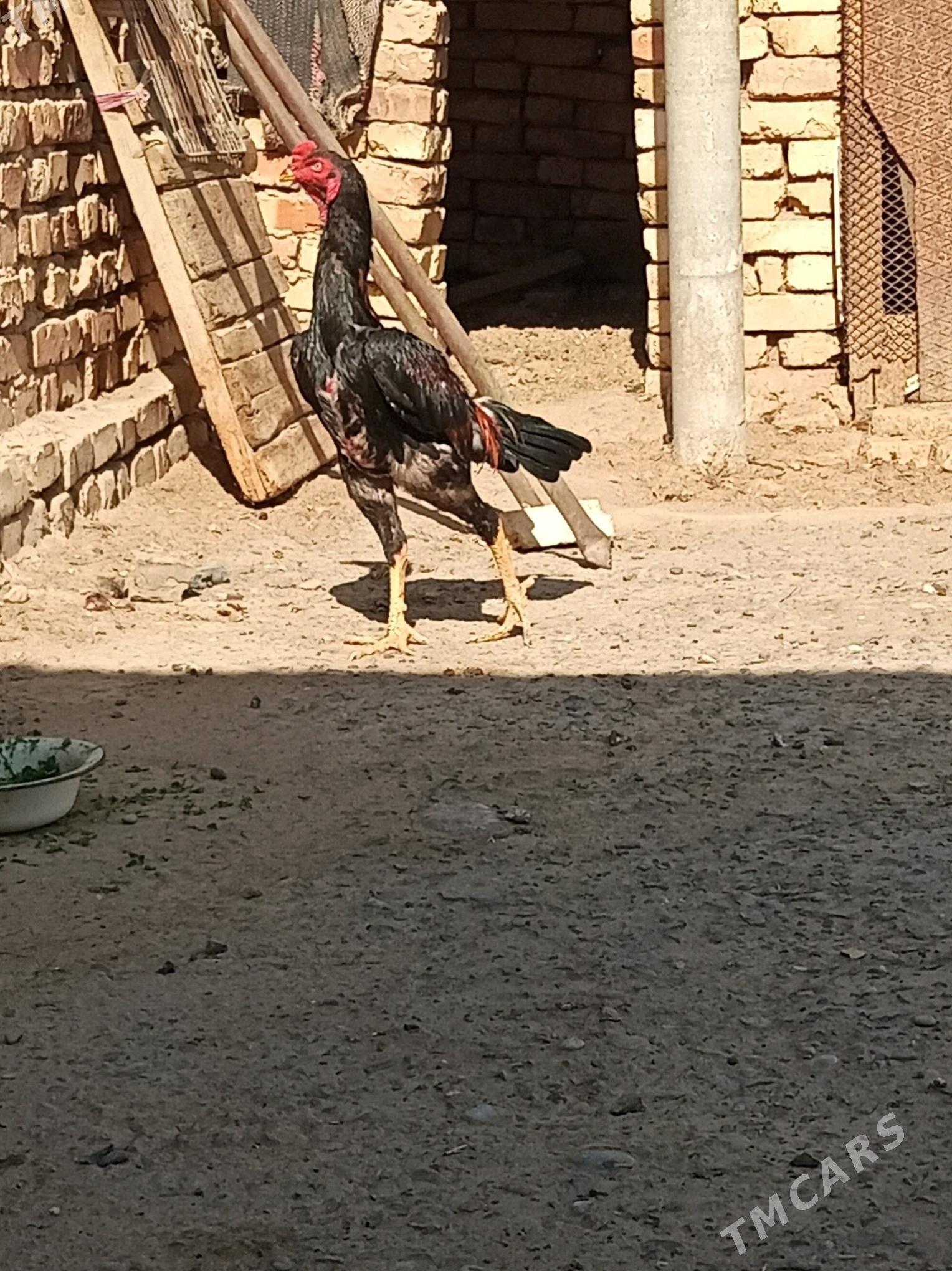 Gyzyl ozbek - Мары - img 5